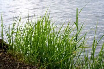 Obraz premium Grass growing by the lake, tranquil nature background, Vysoké Tatry, High Tatras, Slovakia, Štrbské pleso