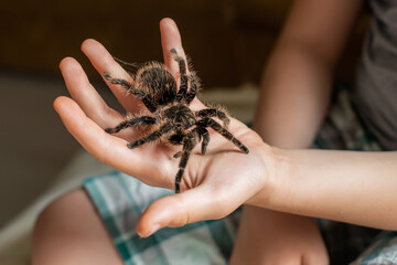 large tarantula on child's arm. scary spider crawls over a boy.