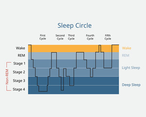sleep circle with sleep stage to analysis of brain activity during sleep - obrazy, fototapety, plakaty