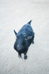 Happy black goat looking up