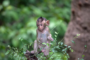 Fototapeta premium 可愛いサル