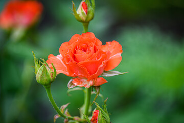 Beautiful red rose in the garden, on a summer day. Breeding roses.