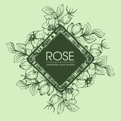 Frame with Rosa canina . Detailed hand-drawn sketches, vector
