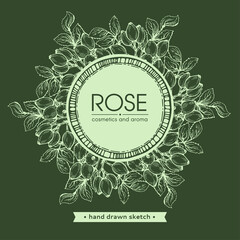 Frame with Rosa canina . Detailed hand-drawn sketches, vector