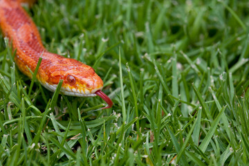 Corn Snake slithering through grass