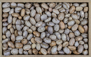 top view of pinto bean legume, also known as frijol pinto and feijao carioca (Phaseolus vulgaris) seeds in a rectangular wooden box.