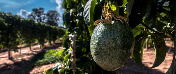 A farm of passion fruits is in the harvesting season in Brazil. Size for banner