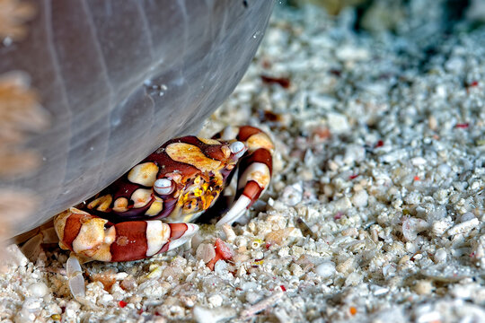 A picture of a porcelain crab