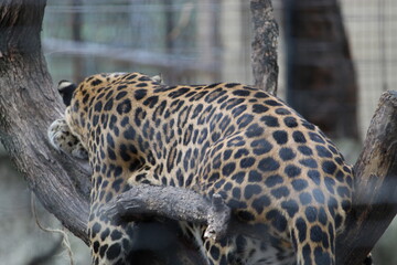 leopardo dormido © Rene