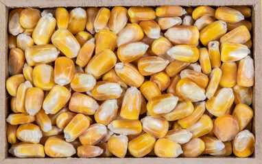 top view of corn (Zea mays) seeds in a rectangular wooden box