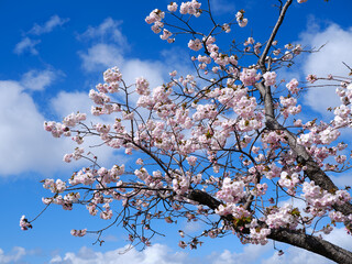 松前城の桜