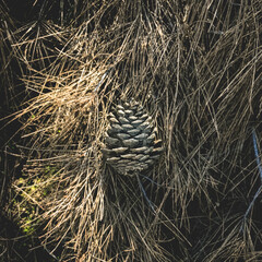 Isolated pinecone (conifer cone) over dry grass and branches with a sunlight rays