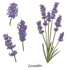 Lavender Plant and Flowers in Hand Drawn Style