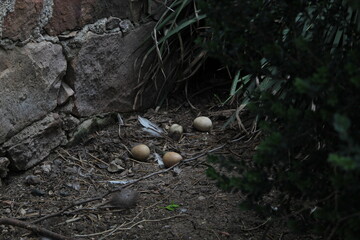 huevos a la sombra