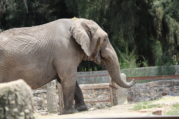 elefante perfil