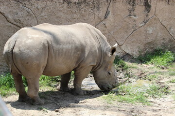 Fototapeta premium rinoceronte posando