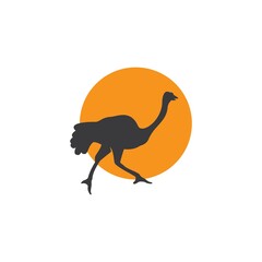 Ostrich illustration