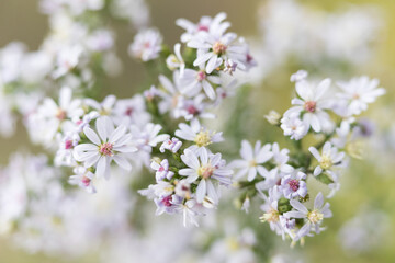 Calico Aster