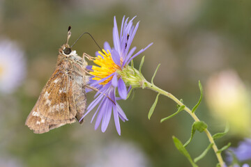 Skipper on Aromatic Aster