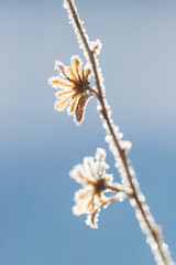 Winter Asters