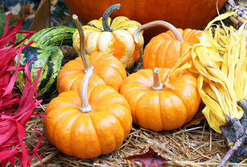colorful gourds on hay autumn colors