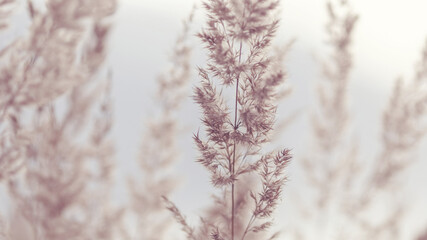 wild pampas grass in natural environment for floral background, beige tones, soft focus