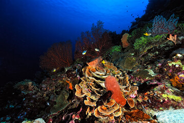 A picture of the coral reef