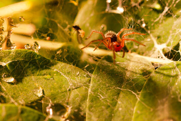 A small spider in a cobweb in green foliage. Raindrops