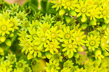 flowers and plants in botanical garden