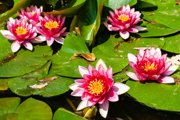 flowers and plants in botanical garden