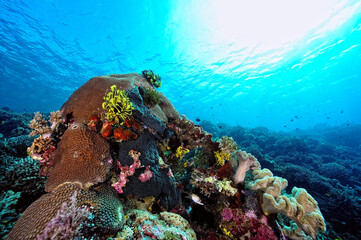 A picture of the coral reef