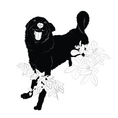Vector illustration. Black dog  isolated on white background.EPS 8