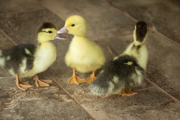 Three Cute Muscovy Ducklings Standing on a Tile Floor