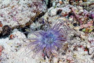 A picture of a tube anemone