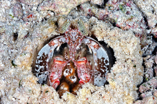 A picture of a giant mantis shrimp