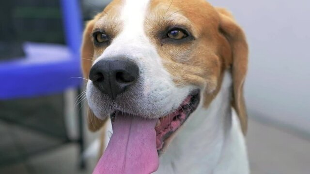 Beagle dog panting after a long walk on a hot sunny day. Close-up shot in slow motion.