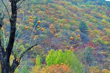가을풍경 - 감나무