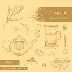 Hand-drawn sketch tea plant cmellia sinensis.