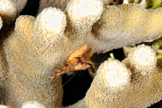 A picture of a squat lobster