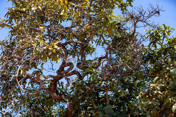 Cerrado Biome from the interior of Brazil, typical low tree with twisted trunk and rough and thick bark