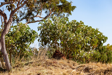 Lobeira plant (Solanum lycocarpum ), typical of the Brazilian cerrado with light green leaves and short stature and thorns