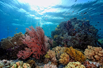 A picture of the coral reef