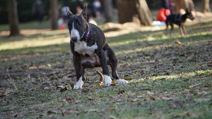 Dogs In The Park