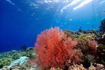 Gardinen Korallenriff A picture of the coral reef  © ScubaDiver