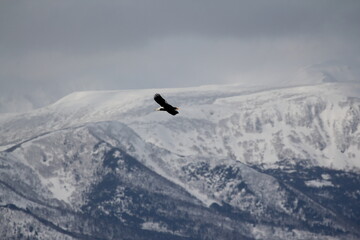 雪山を背景に滑空する大鷲
