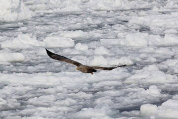 流氷の上を飛ぶオジロ鷲