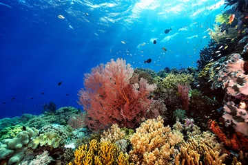 Stickers pour porte Récifs coralliens Une photo de la barrière de corail