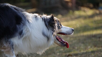 Fototapeta premium Dogs In The Park