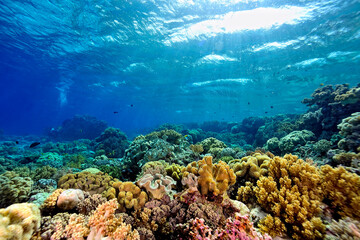 Une photo de la barrière de corail