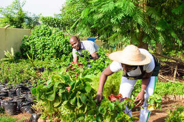 African female and male gardener, florist or horticulturists tending to a garden filled with...